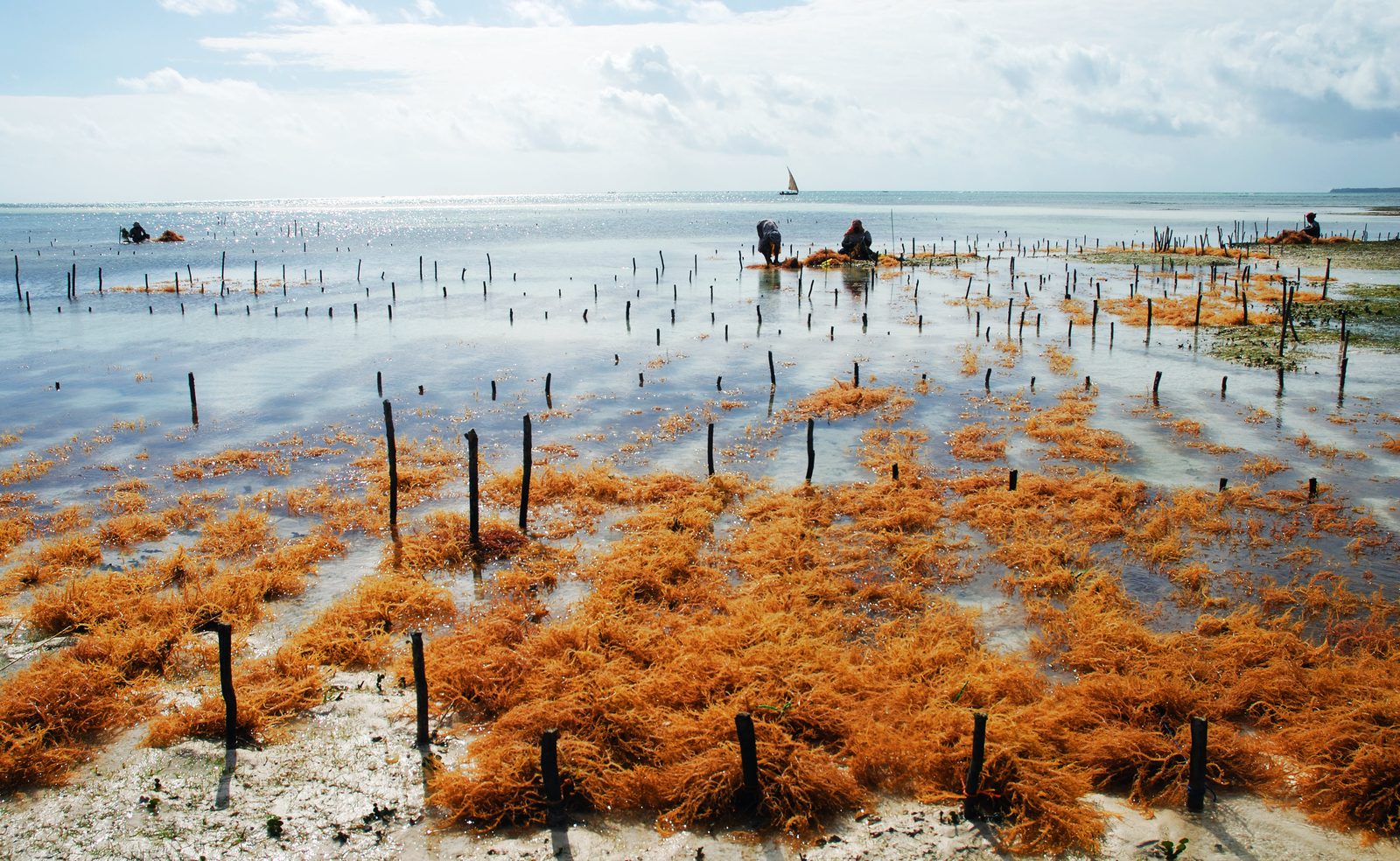 Seaweed farming at Uroa on the coast of Zanzibar